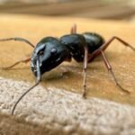 Why Carpenter Ants Love Beaverton’s Cedar Homes