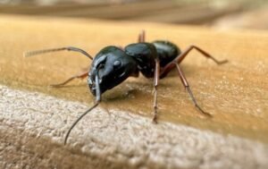 Why Carpenter Ants Love Beaverton’s Cedar Homes