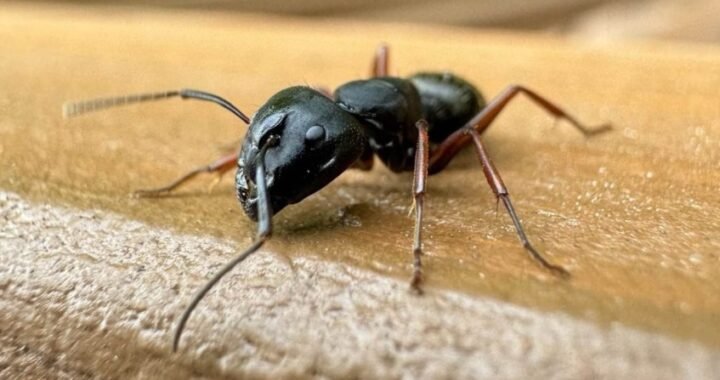 Why Carpenter Ants Love Beaverton’s Cedar Homes
